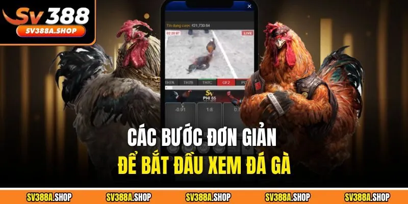 Các bước đơn giản để bắt đầu xem đá gà
