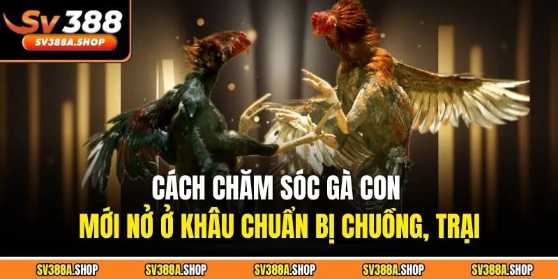 Cách chăm sóc gà con mới nở ở khâu chuẩn bị chuồng, trại
