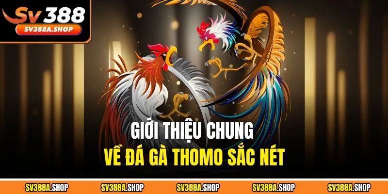 Giới thiệu chung về đá gà Thomo sắc nét