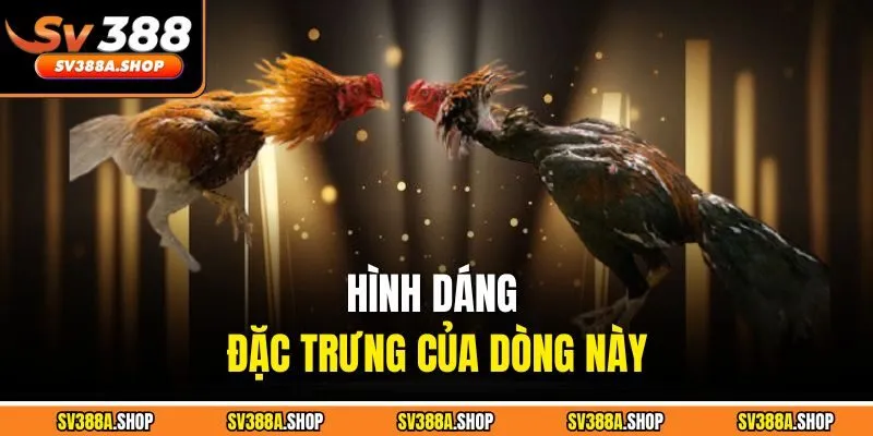 Hình dáng đặc trưng của dòng này