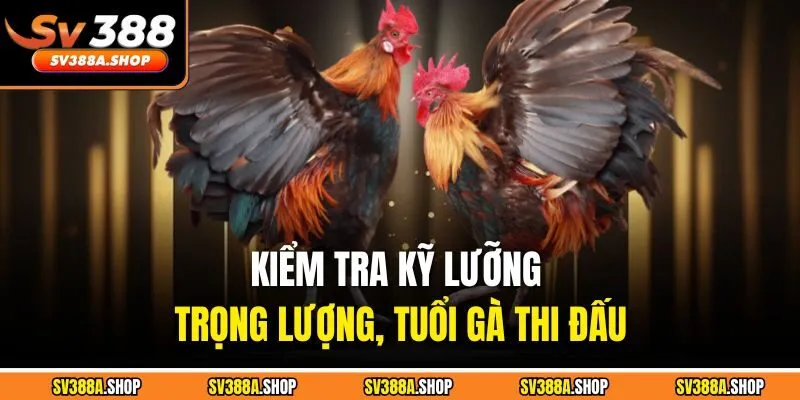 Kiểm tra kỹ lưỡng trọng lượng, tuổi gà thi đấu