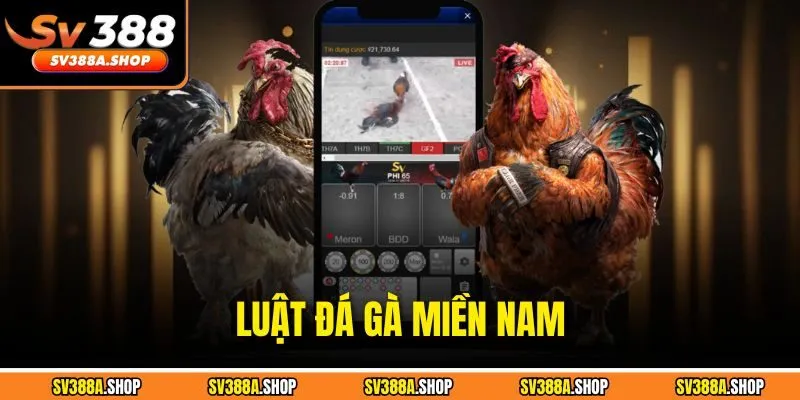 Luật Đá Gà Miền Nam Chi Tiết – Hướng Dẫn Đầy Đủ Dễ Hiểu