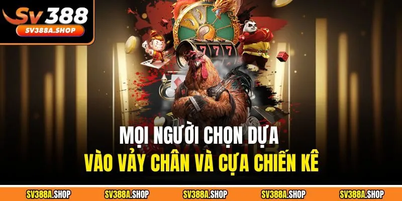 Mọi người chọn dựa vào vảy chân và cựa chiến kê