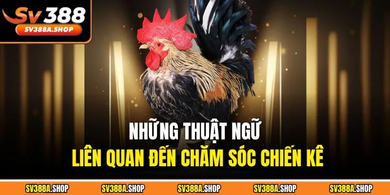Những thuật ngữ liên quan đến chăm sóc chiến kê