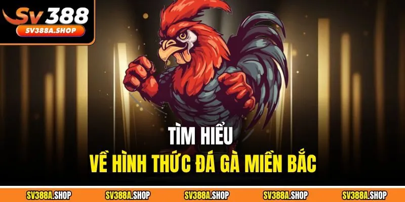 Tìm hiểu về hình thức đá gà miền Bắc